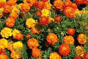 Bunga Tahunan Yang Tumbuh Berkembang Dengan Cepat